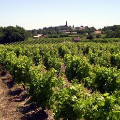 un paysage de vigne dans le Frontonnais