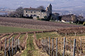 un paysage de vigne du Gaillacois