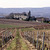 un paysage de vigne du Gaillacois
