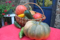 courges, potirons, courgettes