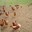 FERME DE LACASSAGNE