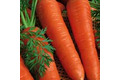 La carotte de meaux