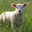 L'agneau grand cru Île-de-france 