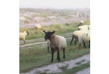 L'agneau de pré-salé breton