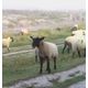 L'agneau de pré-salé breton
