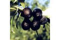 L'olive noire de nyons