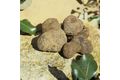 La truffe noire du tricastin