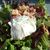 La salade lyonnaise