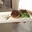 Tourtière de foie gras, champignons et châtaignes, mesclun de salade