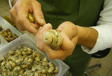préparation escargots
