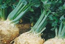 SCEA Koorin, légumes biologiques