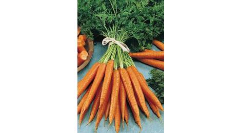 carotte de meaux primeure