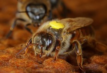 reine abeille