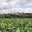 Domaine Basseporte Francis