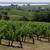 Vignoble des Côtes de Blaye et estuaire de la Gironde
