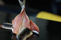 Sachet Sardines bretonnes fumées 250g