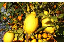 citron de Menton