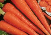 carotte de Saint-Valery