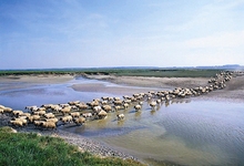 agneaux de pré salé de la baie de Somme