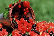 fruits rouges du Noyonnais
