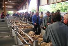 Marché ovins d’Assier