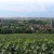 Vignoble de Villenauxe-la-Grande 