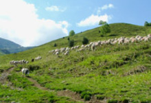 Etienne Lay, agneaux de Haute Bigorre