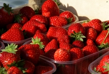 fraises du Nord-Pas-de-Calais