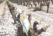 Vin blanc AOC Minervois - Cuvée Abricotine