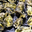 Panier de 48 huitres creuses triploides