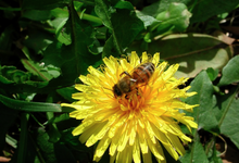 abeille pissenlit
