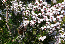 abeille bruyère blanche