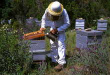 René Celse, apiculteur