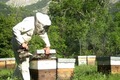 Marc Jourdan, apiculteur