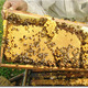 abeilles