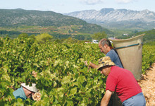 Les Vignerons des Côtes d'Agly