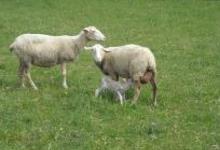 Augneaux de Lauzeral, agneaux élevés sous la mère