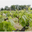 Chateau Saint Ahon