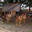 Ferme De La Gaube