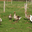 Le Foie Gras de Longpont
