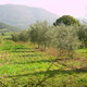 Miellerie du Nebbiu, huile Morati