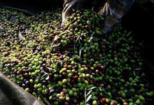 olives