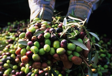 olives