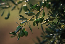 olives