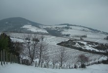 vignes sous la neige