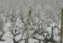 vigne sous la neige