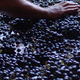 raisins