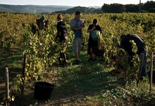 vendanges bandol