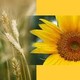 Marché de Producteurs aux Vergers de Kerbellec