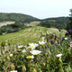 Domaine la Tourraque, GAEC Brun Craveris
